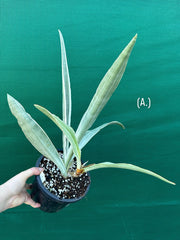 Sansevieria ‘Siam Silver’ NEW