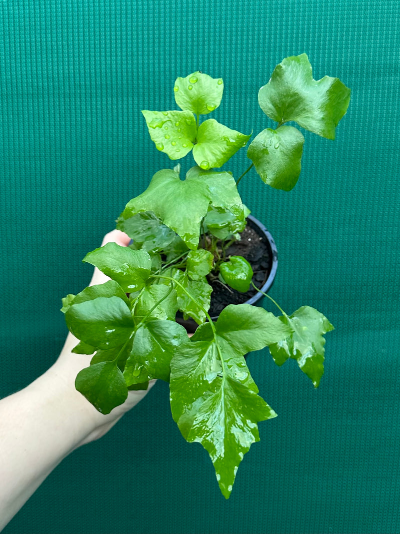 Cyrtomium falcatum rochfordianum ‘Shiny Holly’ NEW