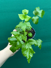 Cyrtomium falcatum rochfordianum ‘Shiny Holly’ NEW
