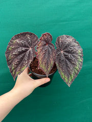 Begonia ‘Ace of Spades’