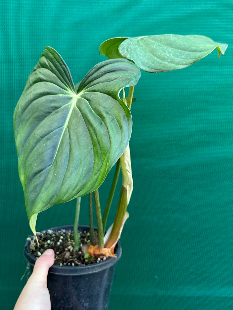 Philodendron ‘Pastazanum’