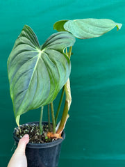 Philodendron ‘Pastazanum’