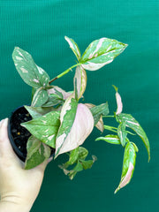Syngonium ‘Red Spot’