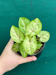 Syngonium 'Golden Allusion'