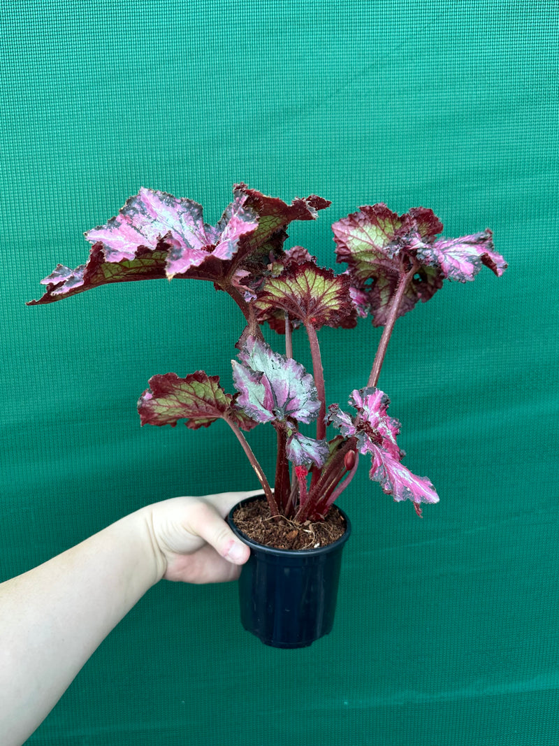 Begonia ‘Raspberry’
