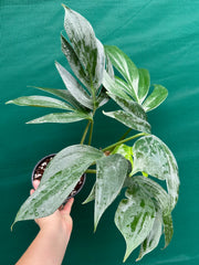 Epipremnum ‘Dragons Tail’