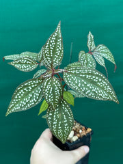 Sonerila maculata NEW