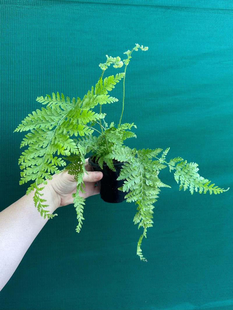 Dryopteris dilatata ‘Broad Buckler Fern’