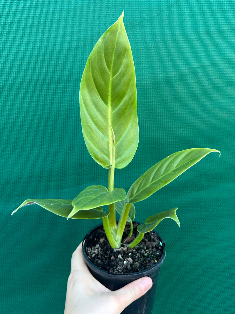 Philodendron ‘Subhast’