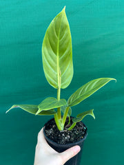 Philodendron ‘Subhast’