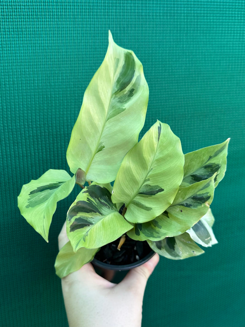 Calathea ‘Thai Beauty’