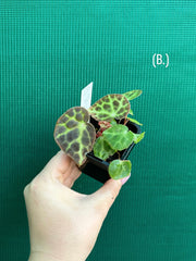 Begonia trang