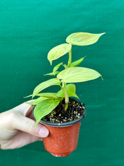 Philodendron Camposportoanum