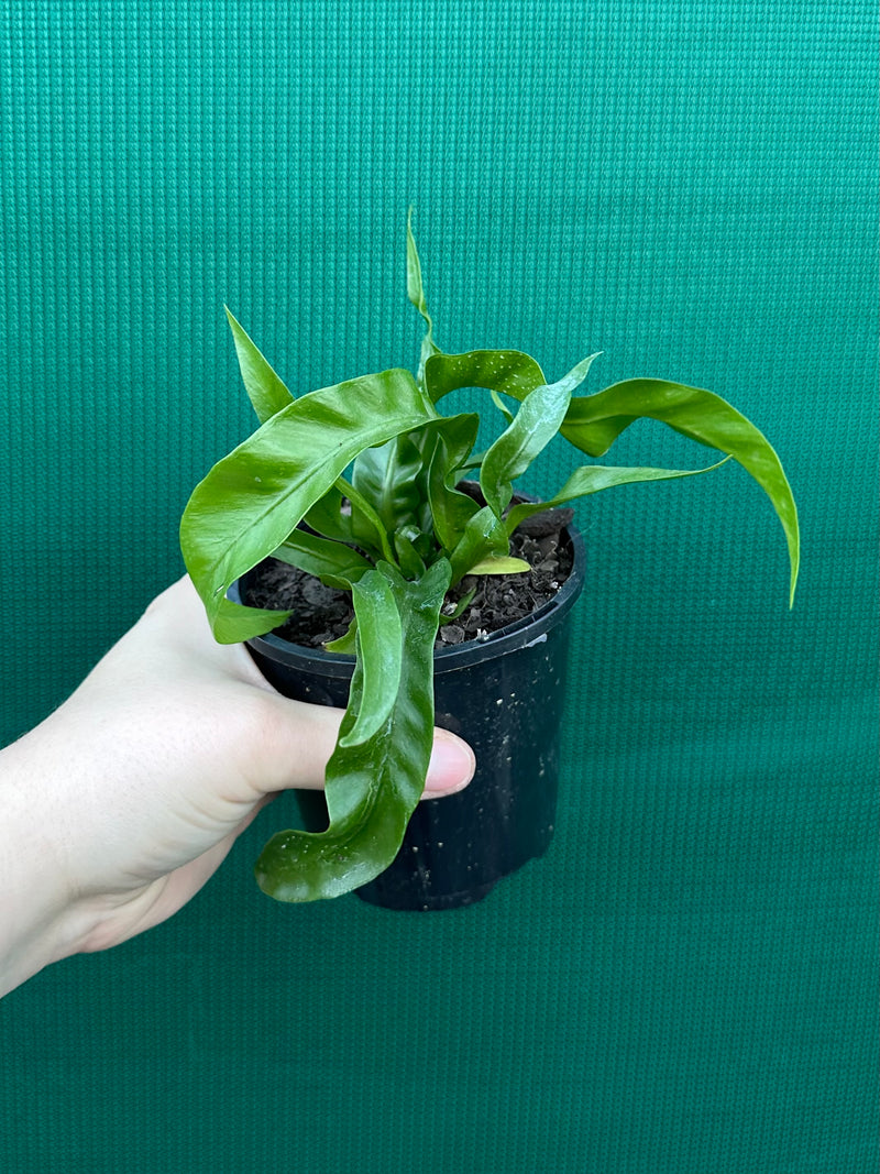 Asplenium ‘Hurricane’ NEW
