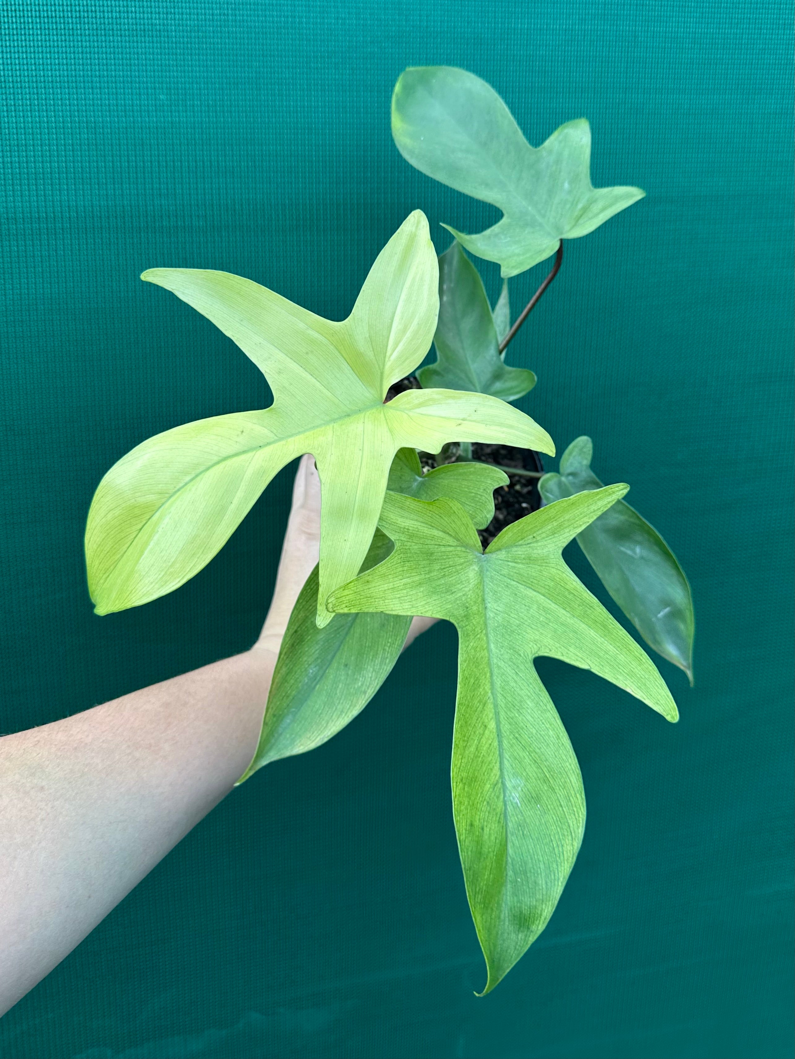 philodendron florida ghost australia Philodendron 'Florida Ghost'