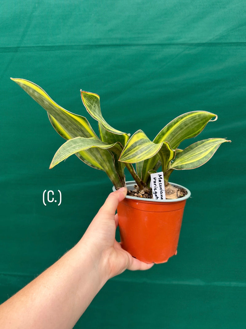 sansevieria masoniana variegated for sale Sansevieria Masoniana Variegated