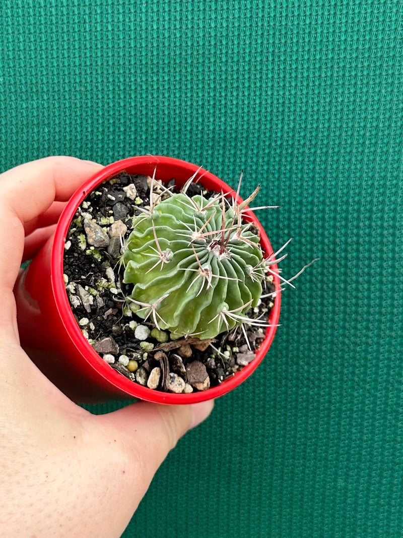 Stenocactus
