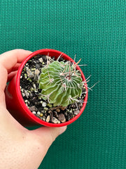 Stenocactus