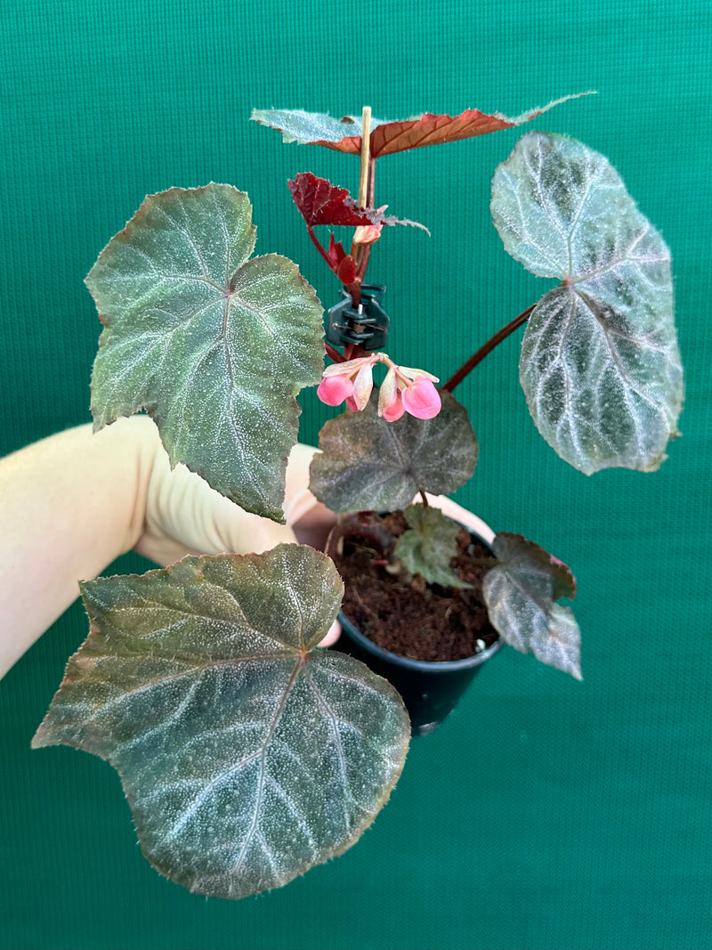 Begonia ‘Robyn’