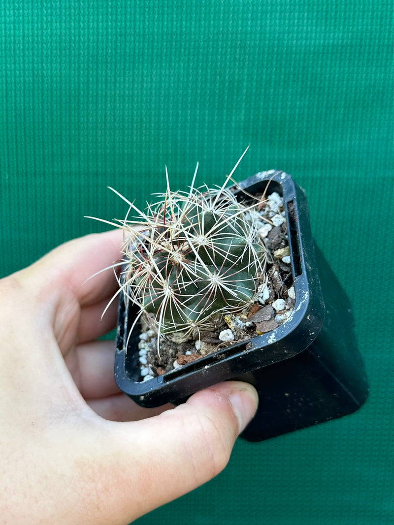 Thelocactus bicolour