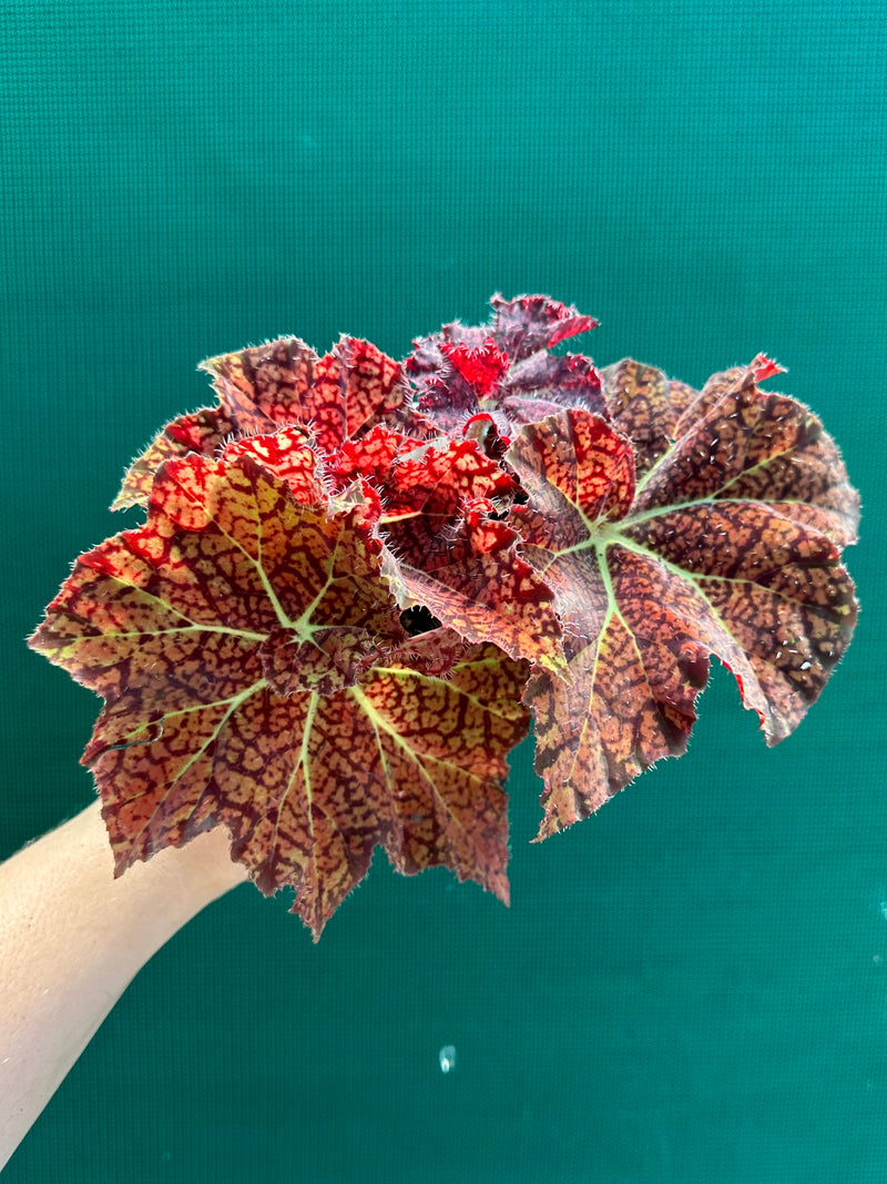 Begonia ‘Fireball’