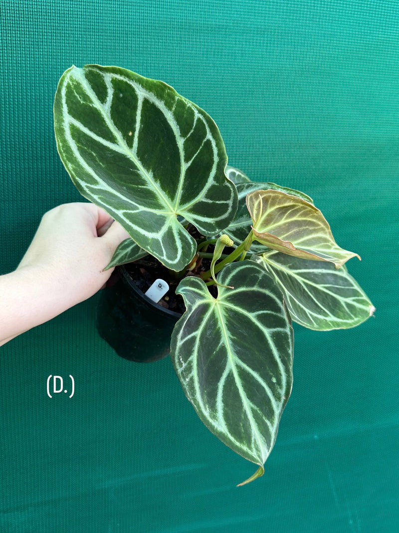 Anthurium crystallinum hybrid NEW