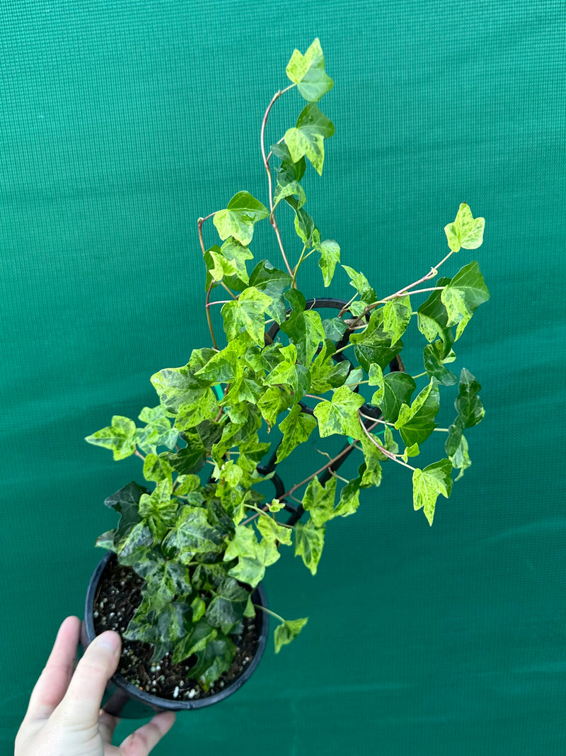 Hedera Ivy ‘Stardust’
