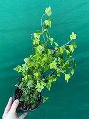 Hedera Ivy ‘Stardust’