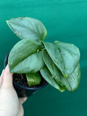 Schindapsus Treubii Moonlight Jade