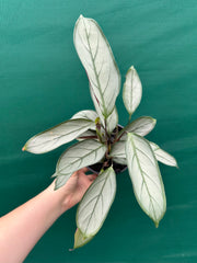 Ctnenanthe ‘Grey Star’ NEW