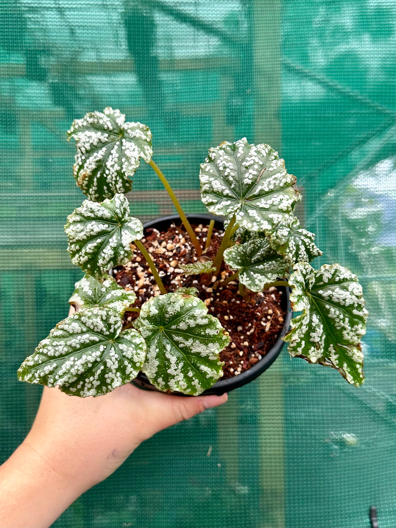 Begonia ‘Tiny Bubbles’ NEW