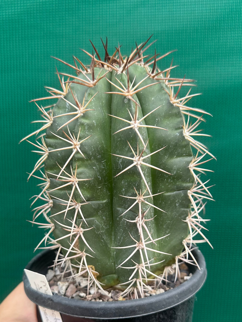 Melocactus Zehntneri NEW