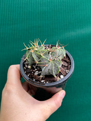 Astrophytum