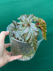 Begonia serratipetala NEW