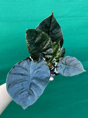 Alocasia Infernalis NEW