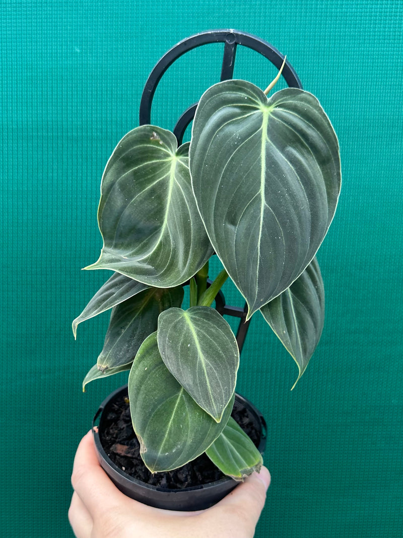 catalpa plant Catalpa Tree Buy 1 Get 1 Free, Hardy In Your Zone, Fast Ship, 2-3 Feet / Buy 1 Get 1 Free
