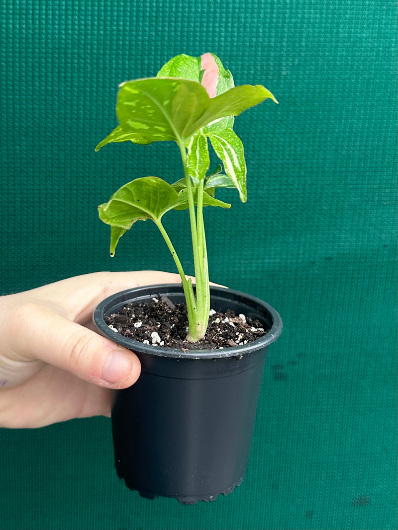 Syngonium ‘Red Spot Tri-Colour’