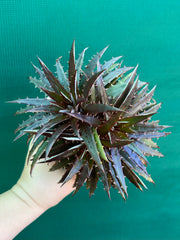 Dyckia
