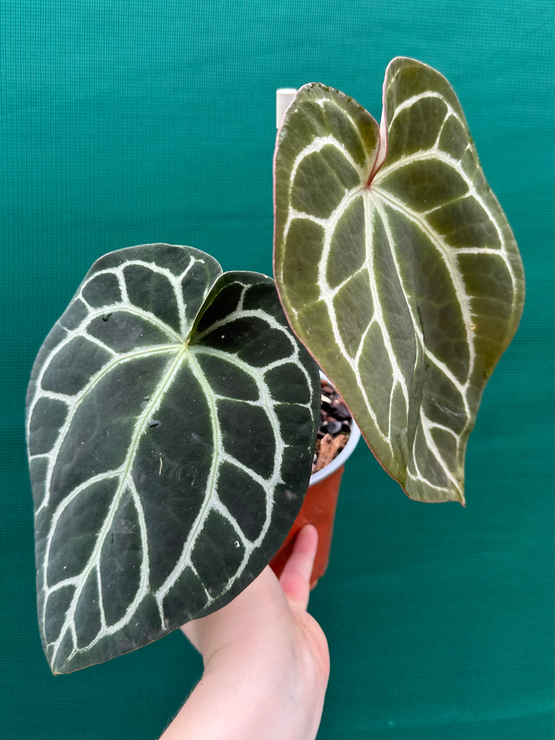 Anthurium ‘Crystallinum’ ‘Cape Oasis’ NEW