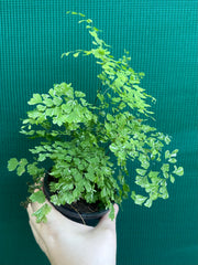 Adiantum ‘Maidenhair Fern Variegated’ NEW