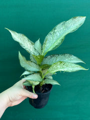 Dieffenbachia ‘Memoria Corsii’