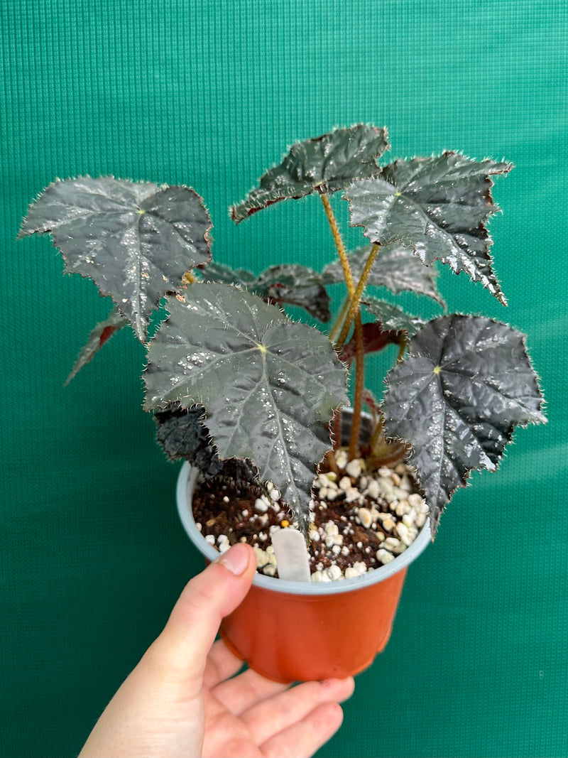 Begonia ‘Shilo’