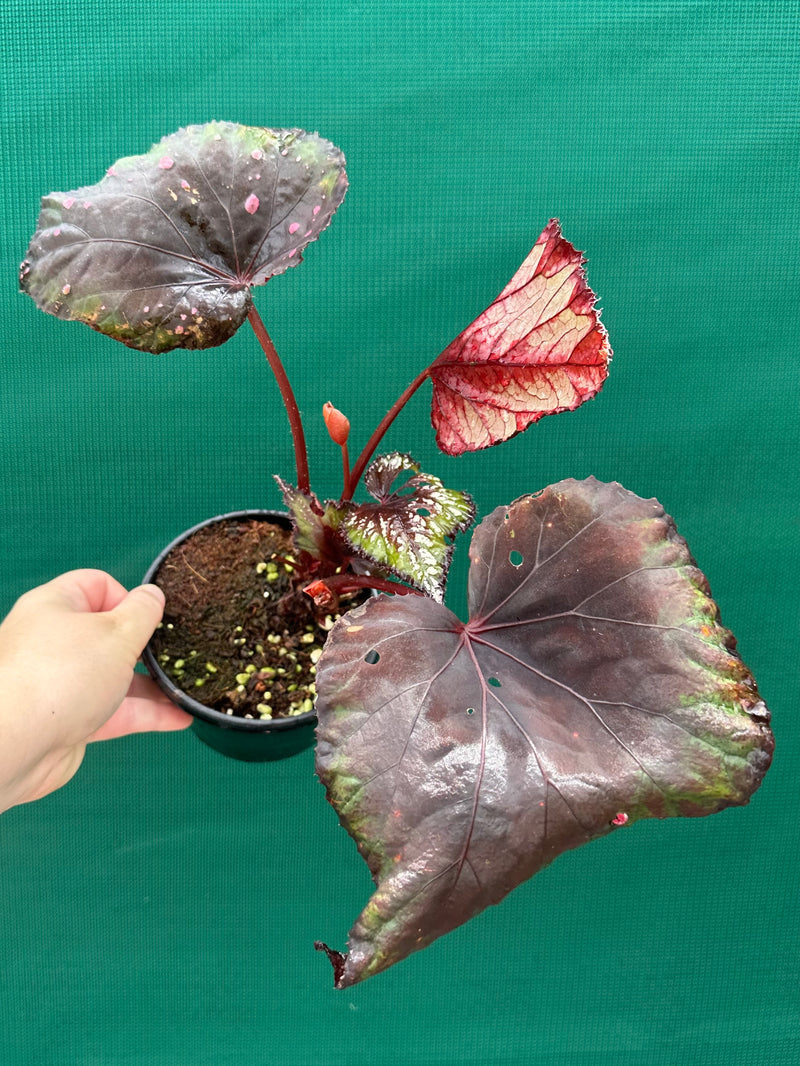 Begonia ‘Dr. Karissa’