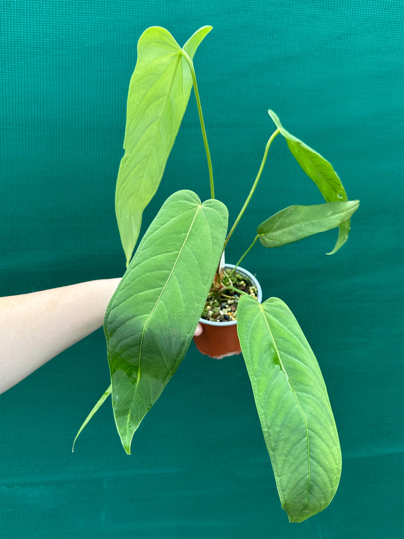 Anthurium ‘Panamense’ NEW