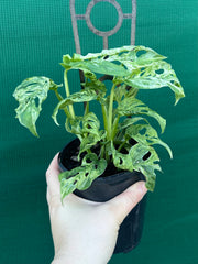 Monstera adansonii (Mottled Variegation) NEW