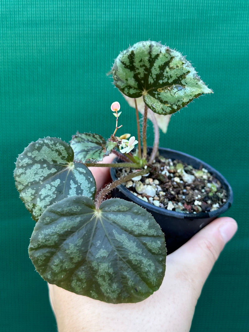 begonia nigritarium