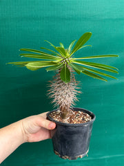 Pachypodium lamerei NEW