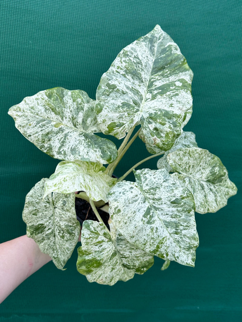 Alocasia odora batik ‘Splash’