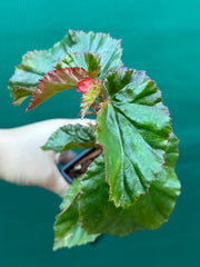 Begonia NOID