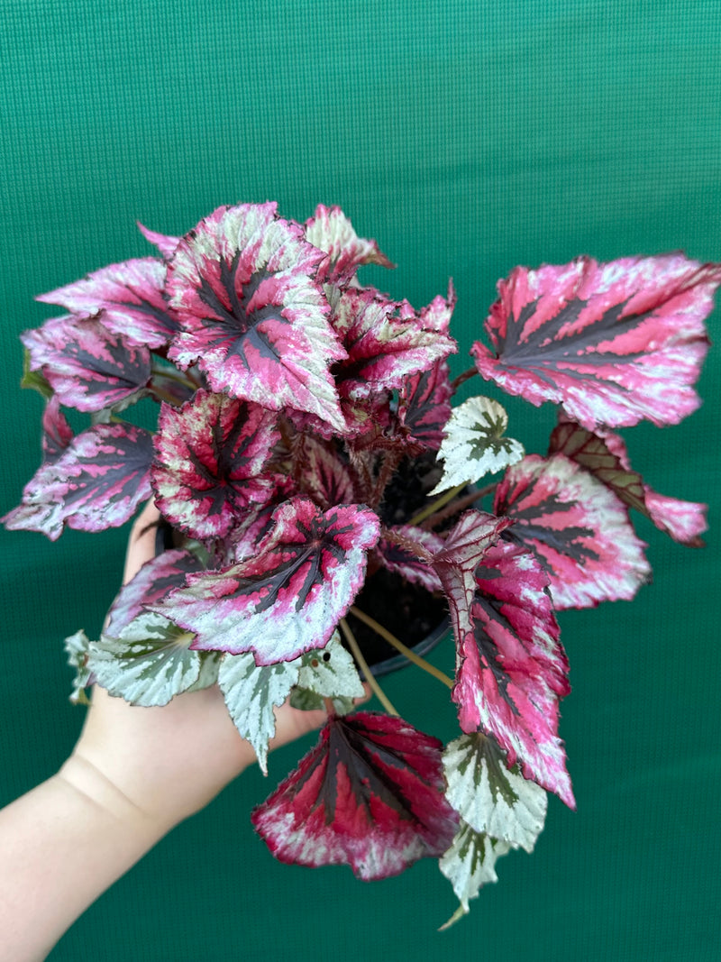 Begonia ‘Evening Glow’ NEW